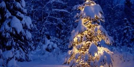 Bilde/illustrasjon for Adventsstund med Julegrantenning
