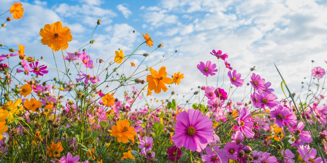 Bilde/illustrasjon for Sommerdager på Øra 🌼