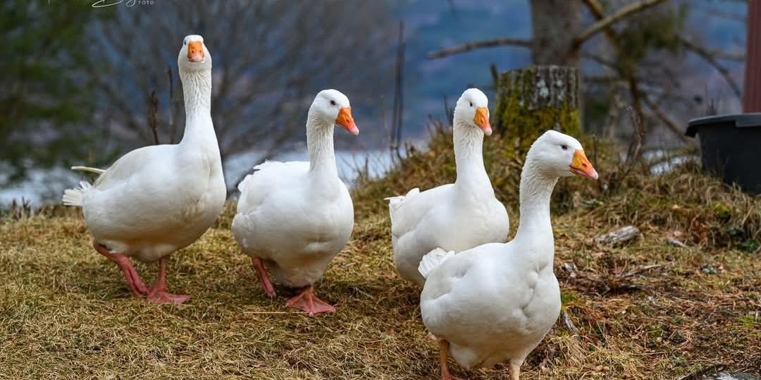 Bilde/illustrasjon for Åpen besøks-& Aktivitetsgård🐖🩷🤸🏽♀️
